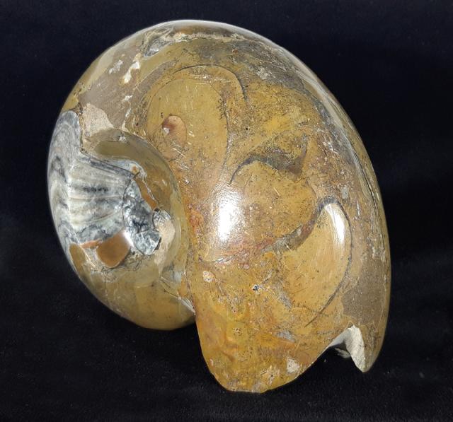 Manticoceras cf. intumescens (BEYRICH 1837) - Bild &copy; FossNet FossilienStore